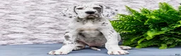 Great Dane dogs for sale: Kelsey - Ad 12