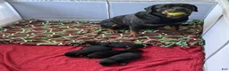 Rottweiler dogs for sale: Puppy 1 - Ad 3
