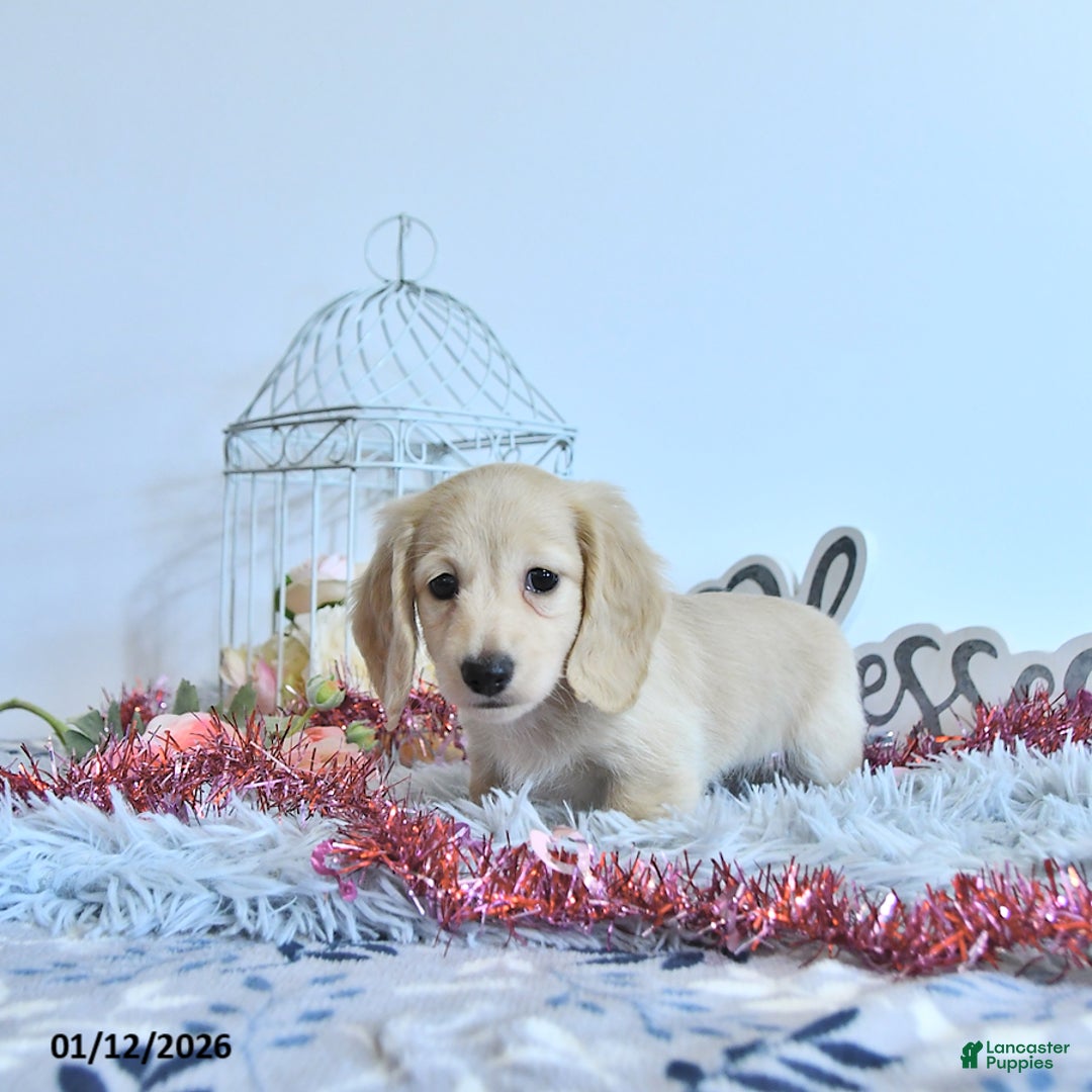 Miniature Dachshund dogs for sale: Emmeline - Ad 2