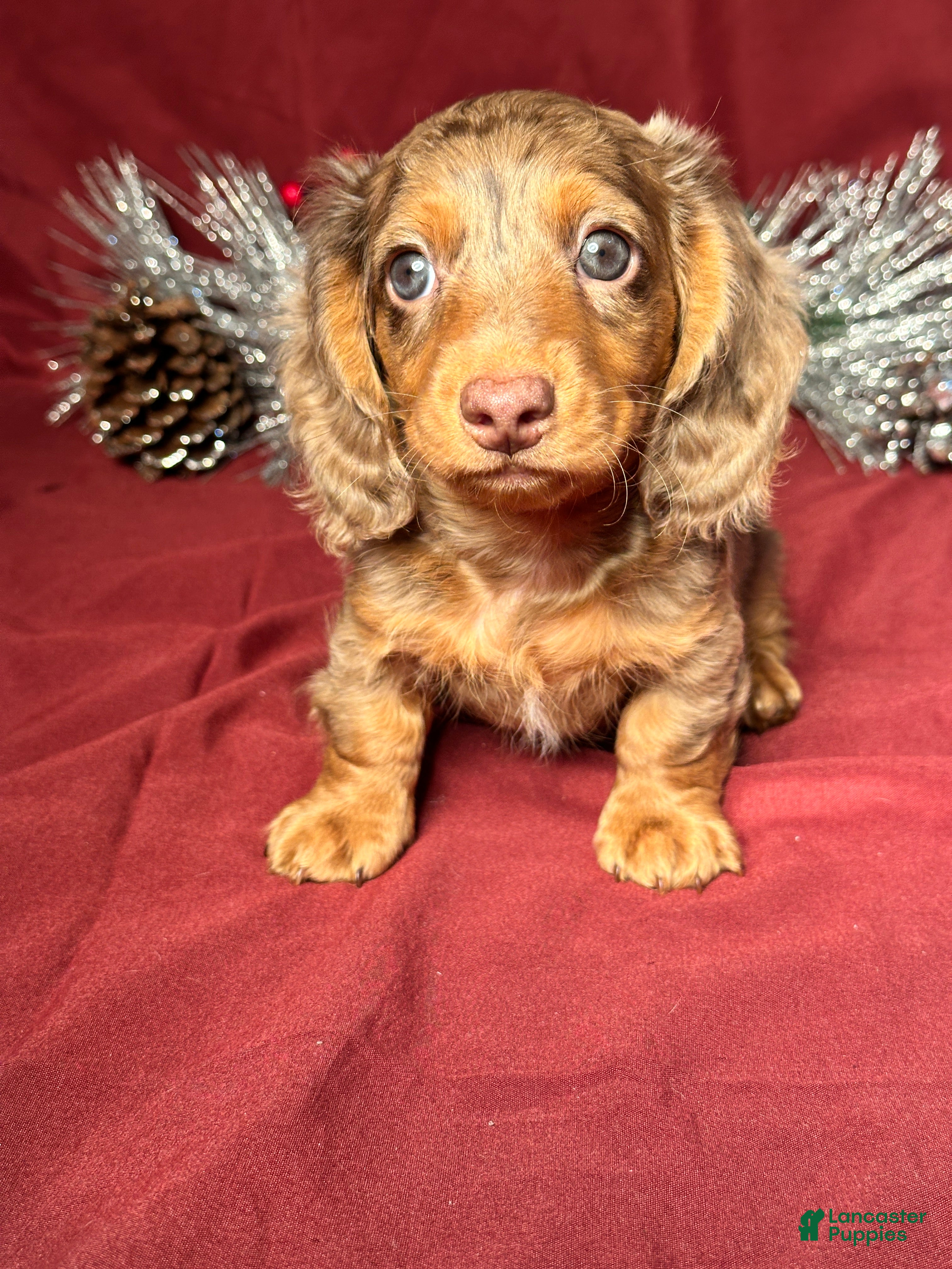 Miniature Dachshund dogs Nick - Ad 3
