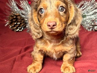 Miniature Dachshund dogs Nick - Ad 14