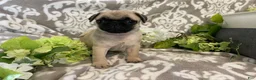 Pug dogs for sale: Ranger - Ad 4
