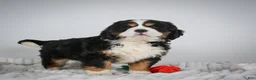 Miniature Bernese Mountain Dog dogs for sale: Toby - Ad 6