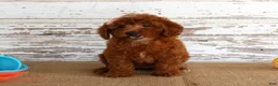 Mixed Breed dogs for sale: Nicki - Ad 2