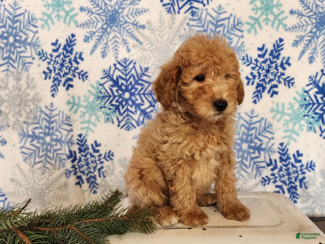 Mini Goldendoodle dogs for sale: Dover - Ad 8