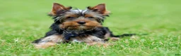 Yorkshire Terrier dogs for sale: Yorkshire Terrier 1 - Ad 6