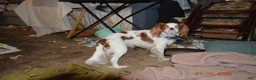 Cavalier King Charles Spaniel dogs for sale: Cavalier King Charles Spaniel Puppy 1 - HUEY - Ad 22