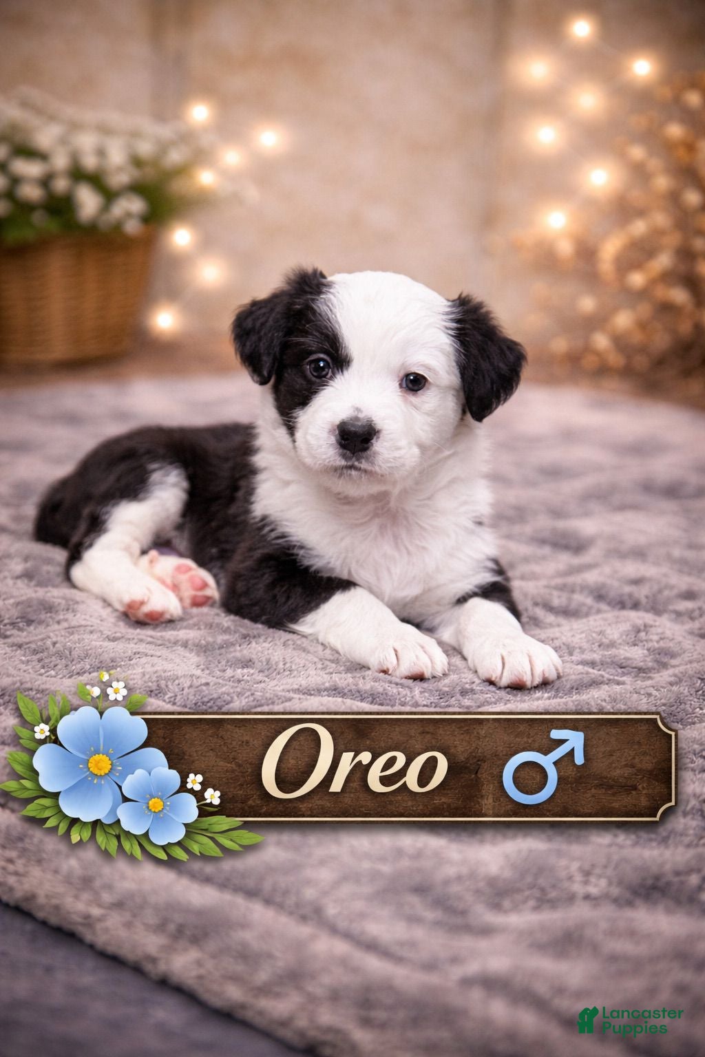 Mixed Breed dogs Oreo - Ad 2