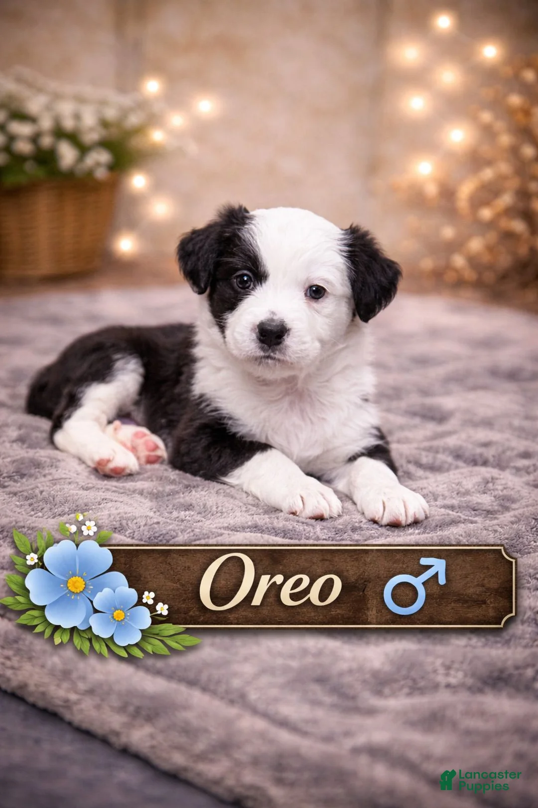 Mixed Breed dogs for sale: Oreo - Ad 2