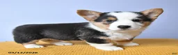 Welsh Corgi Pembroke dogs for sale: River - Ad 4