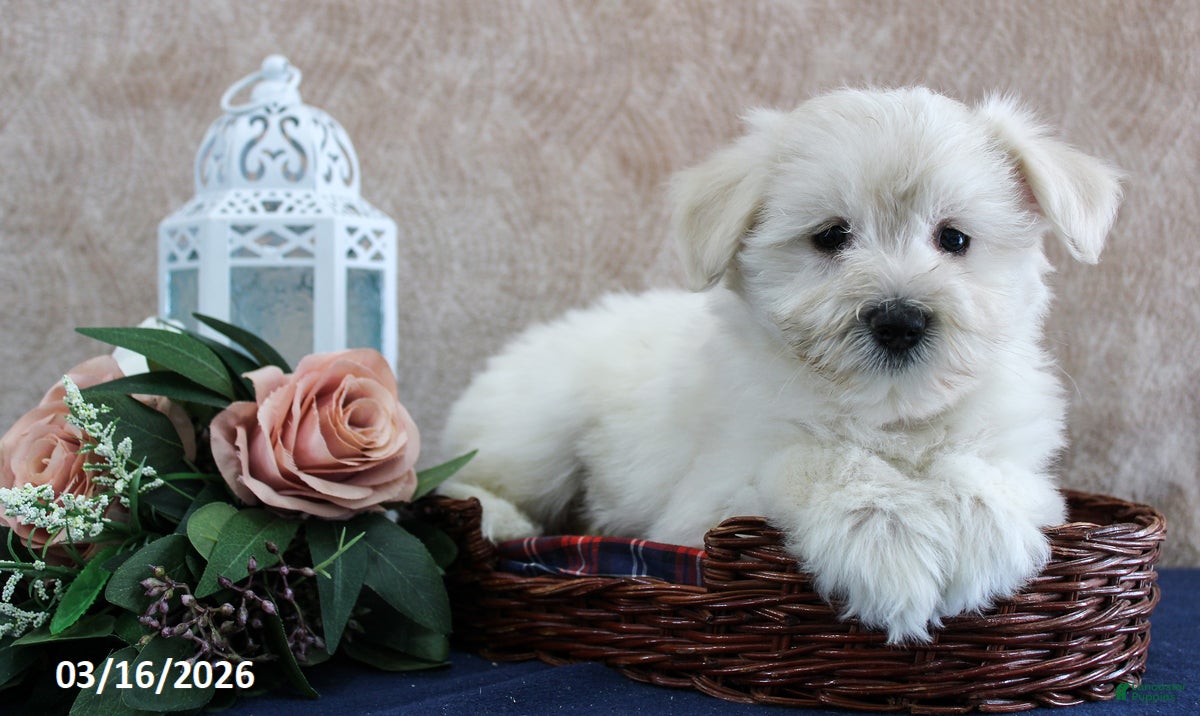 Miniature Schnauzer dogs Quinby - Ad 1