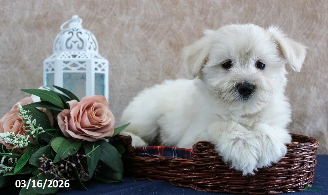 Miniature Schnauzer dogs for sale: Quinby - Ad 1