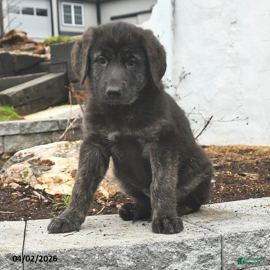Mixed Breed dogs Nova - Ad 2