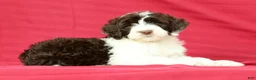 Portuguese Water Dog dogs for sale: Wanda - Ad 5