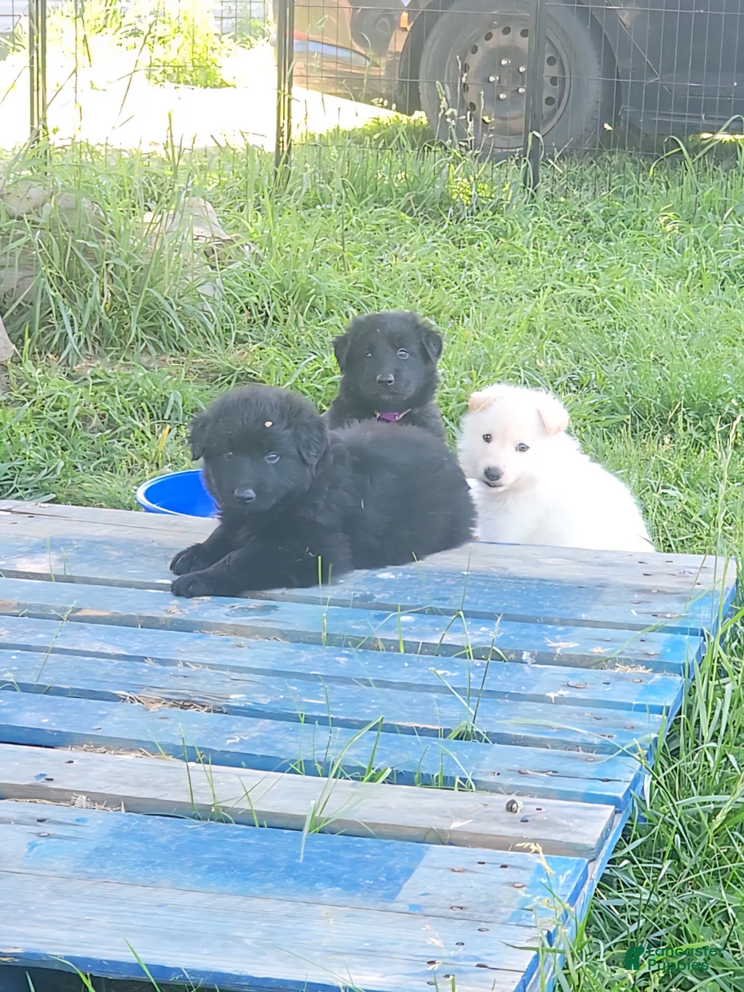 German Shepherd dogs for sale: German Shepherd Puppy 1 - Ad 2