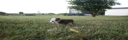 English Bulldog dogs for sale: English Bulldog 5 - Ad 6