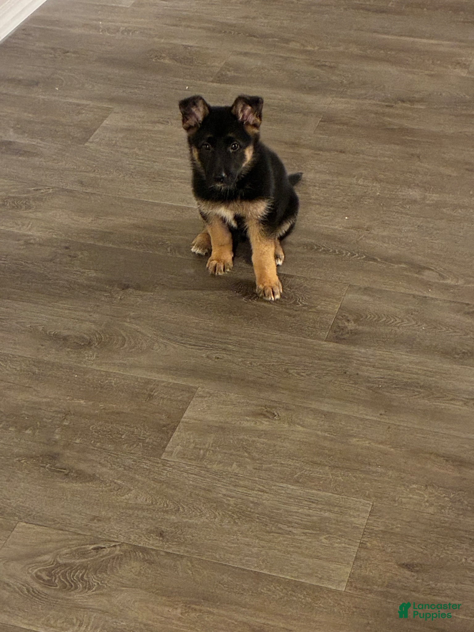 German Shepherd dogs German Shepherd Puppy 1 - Ad 26