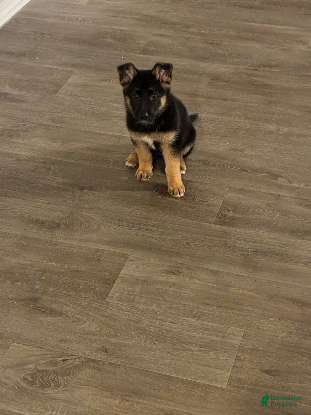 German Shepherd dogs for sale: German Shepherd Puppy 1 - Ad 1