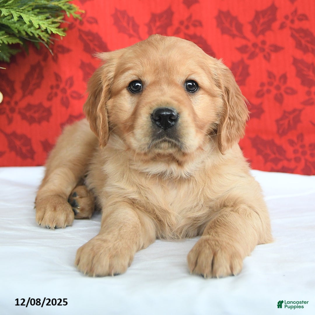 Miniature Golden Retriever dogs for sale: Hope  - Ad 3