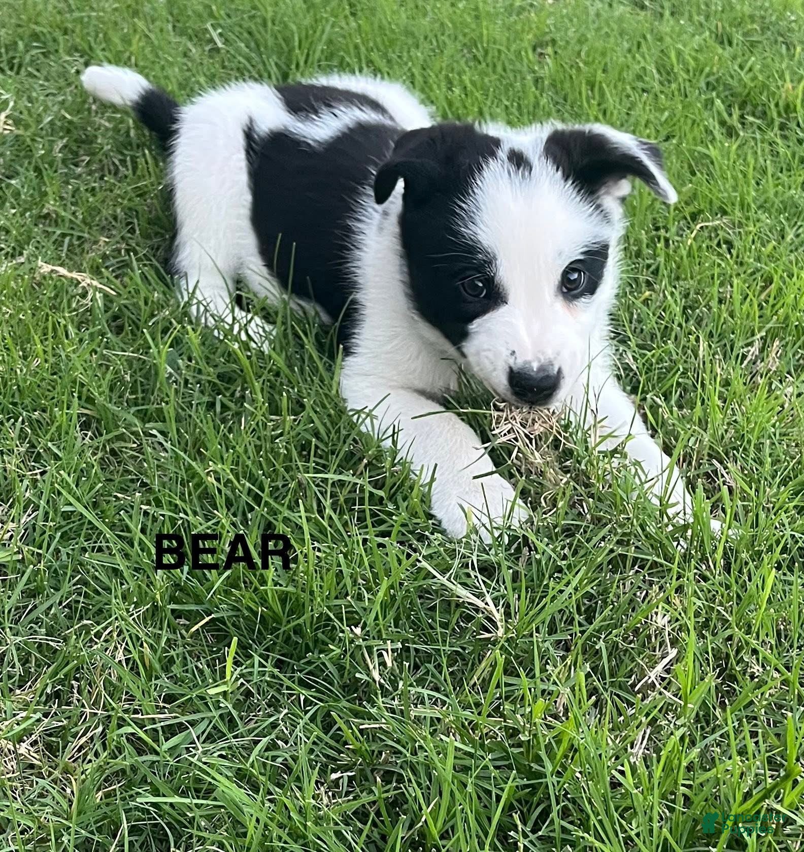 Mixed Breed dogs Bear - Ad 33