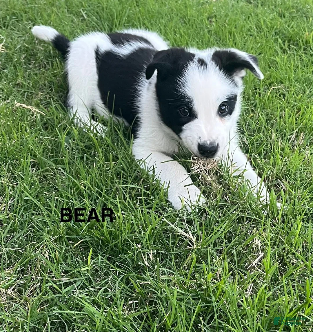 Mixed Breed dogs for sale: Bear - Ad 1