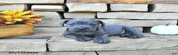 Cane Corso dogs for sale: Mia  - Ad 3