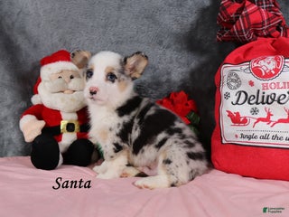 Welsh Corgi Pembroke dogs Santa - Ad 39