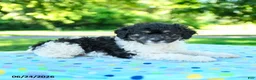 Shihpoo dogs for sale: Shayna - Ad 3
