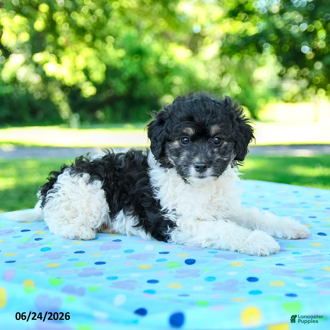 Shihpoo dogs for sale: Shayna - Ad 3