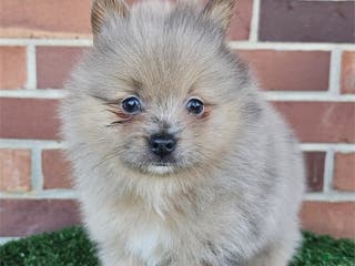 Pomeranian dogs Pomeranian Puppy 2 - Ad 17