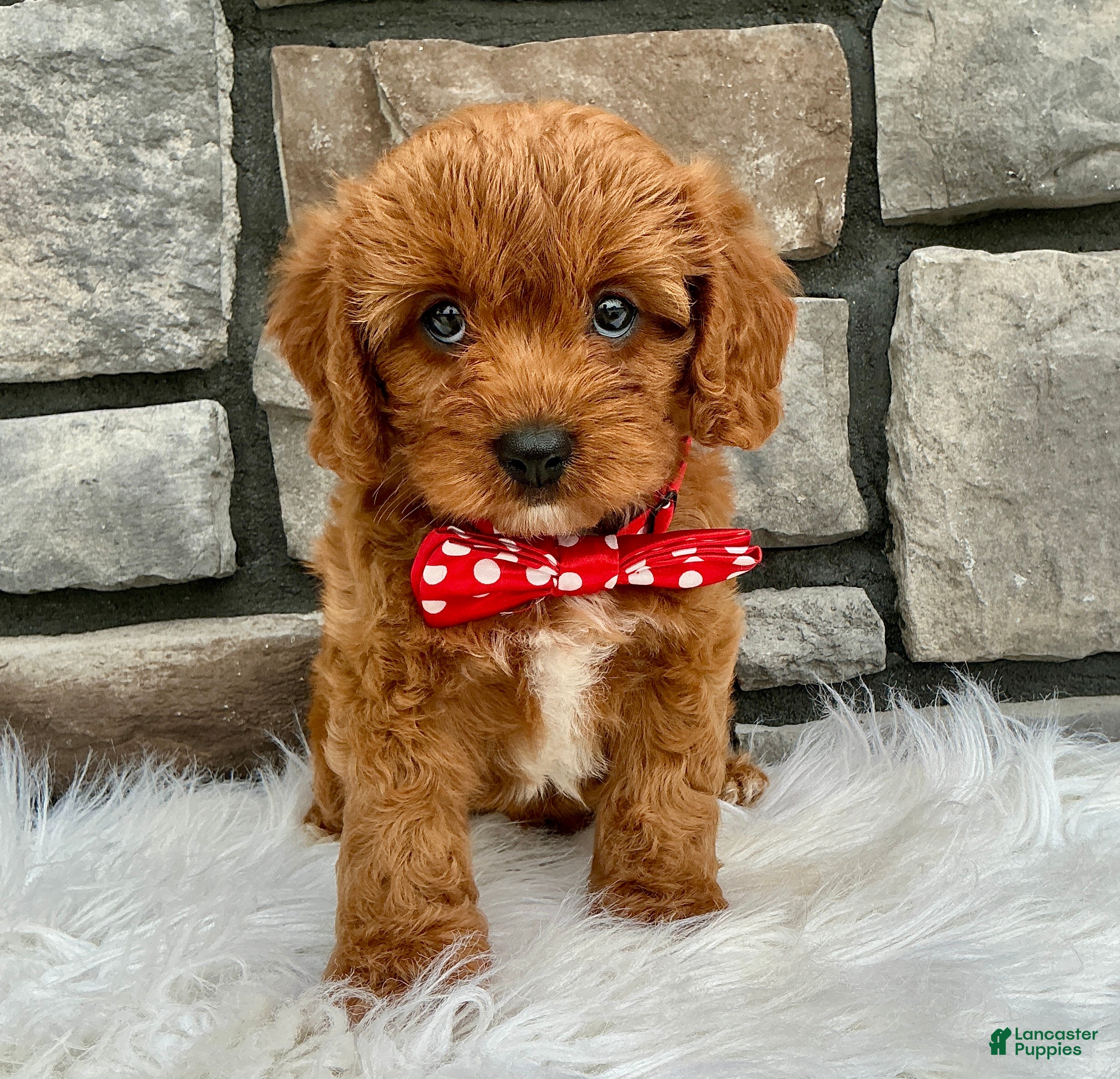 Cavapoo dogs for sale: Molly - Ad 1