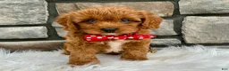 Cavapoo dogs for sale: Molly - Ad 1