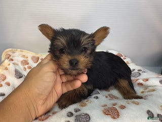 Yorkshire Terrier dogs - Ad 3