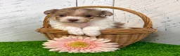 Havanese dogs for sale: Gabby - Ad 4