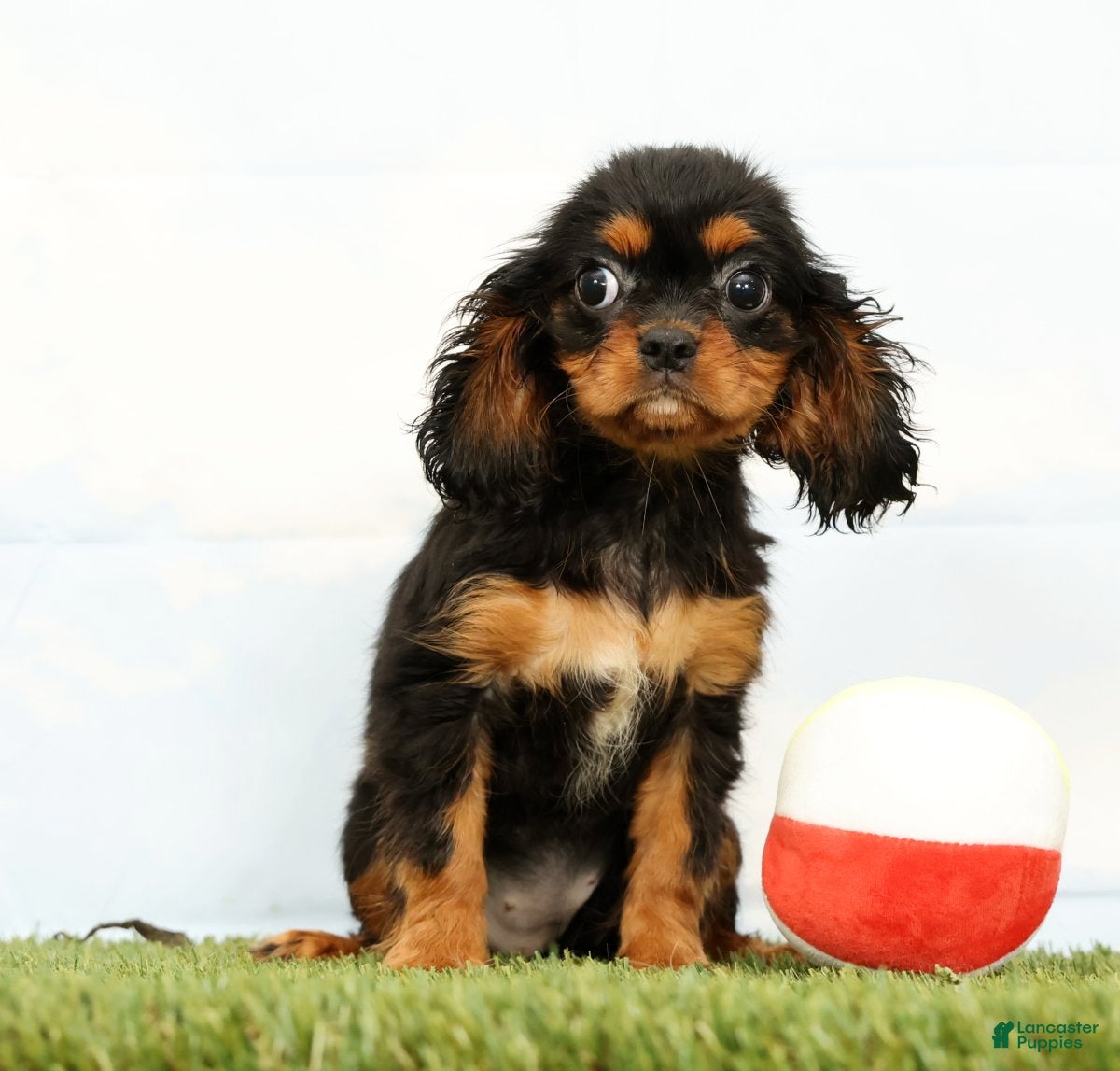 Cavalier King Charles Spaniel dogs Nala - Ad 1