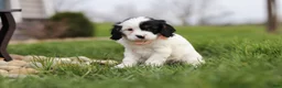 Cavapoo dogs for sale: Macy - Ad 5