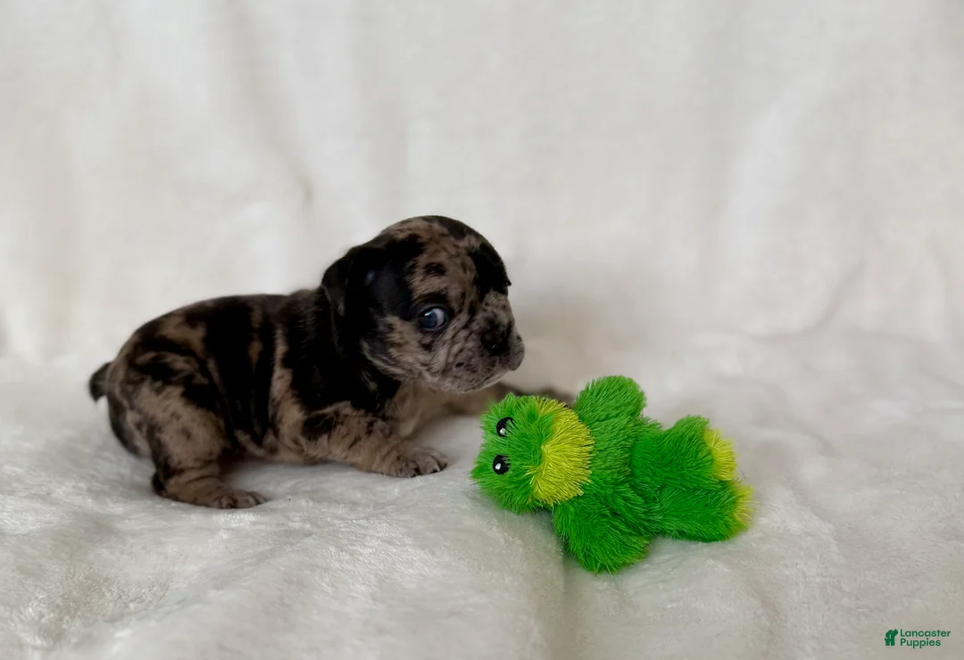 French Bulldog dogs for sale: Marlee  - Ad 2