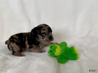 French Bulldog dogs Marlee - Ad 22