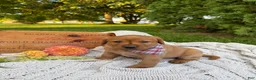 Labrador Retriever dogs for sale: Meadow - Ad 3