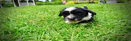 Havapoo dogs for sale: Scout - Ad 13