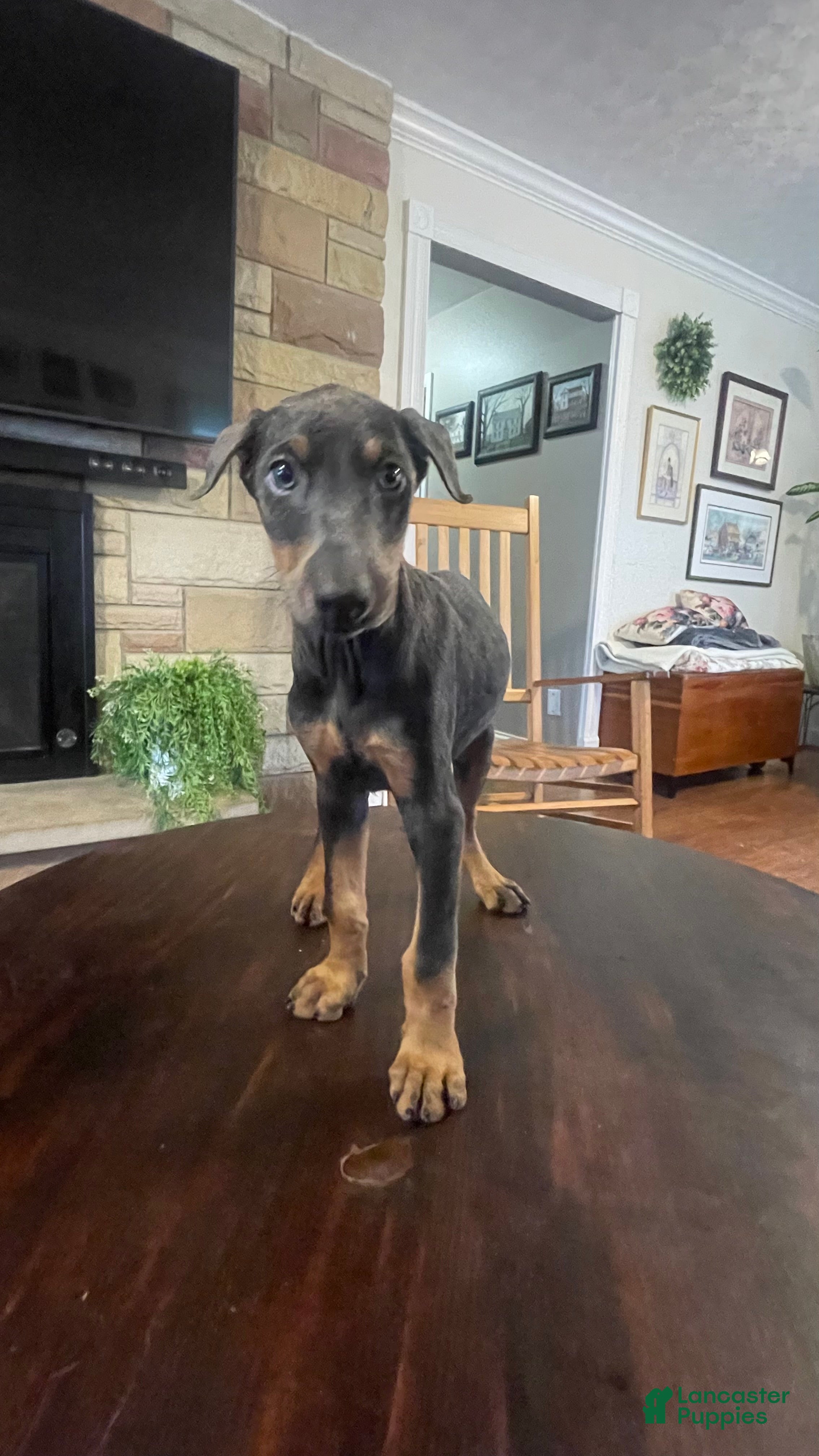 Doberman Pinscher dogs Rogue - Ad 2