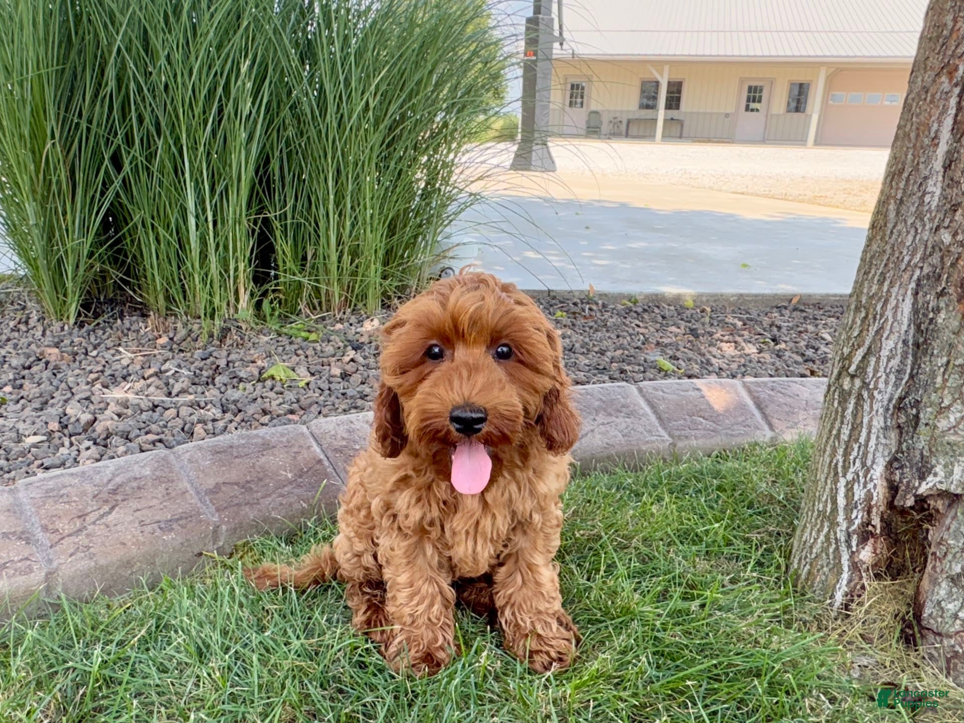 Cockapoo dogs Henry - Ad 34