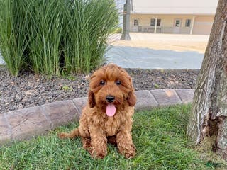 Cockapoo dogs Henry - Ad 27