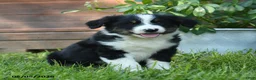 Australian Shepherd dogs for sale: Chrysanthemum - Ad 3