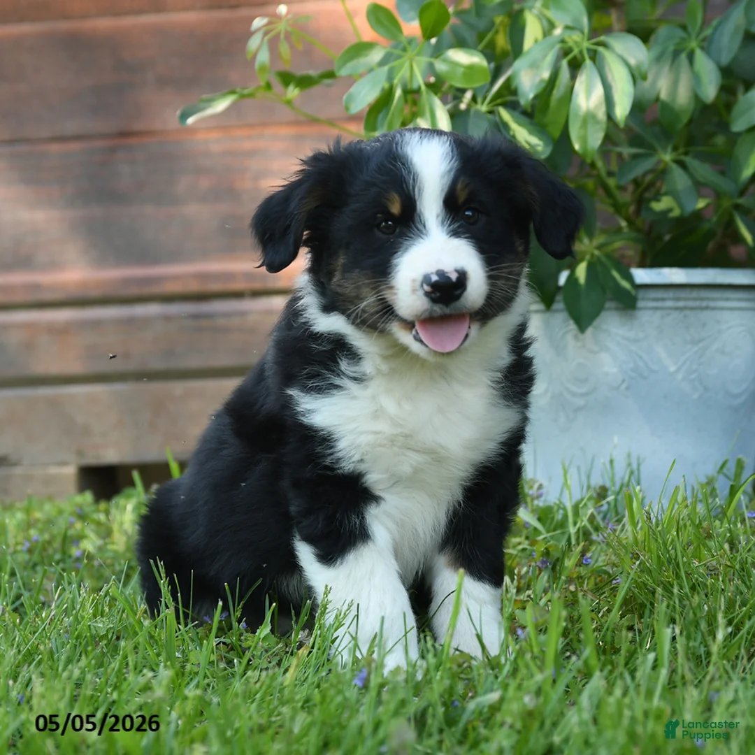 Australian Shepherd dogs for sale: Chrysanthemum - Ad 3