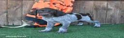 German Shorthaired Pointer dogs for sale: Ricky   - Ad 1