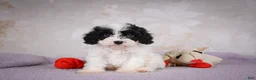 Cavapoo dogs for sale: Casey - Ad 4
