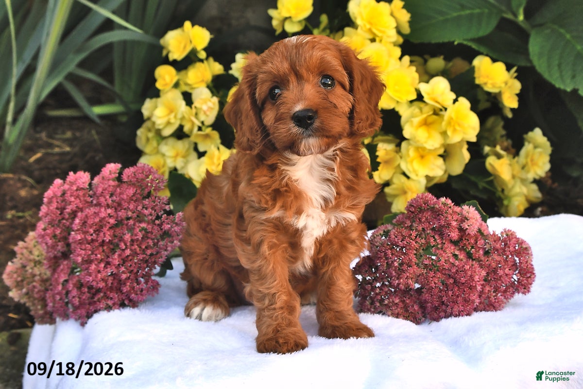 Cavapoo dogs for sale: Peaches - Ad 2