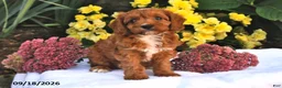 Cavapoo dogs for sale: Peaches - Ad 1