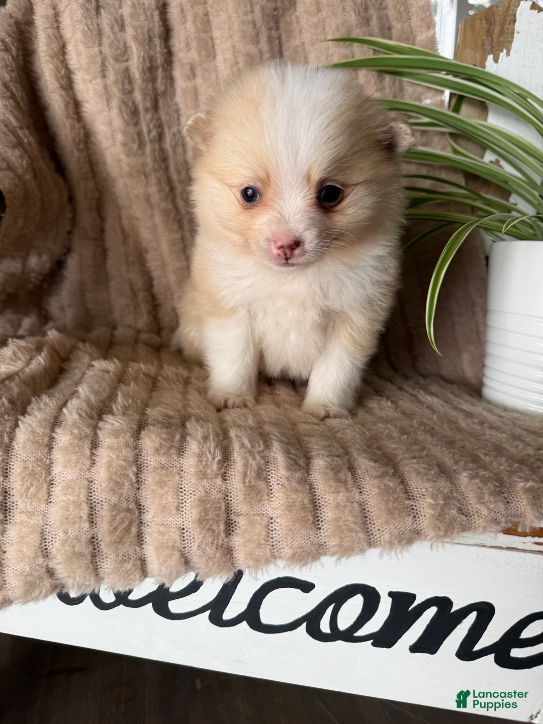 Pomeranian dogs for sale: Ryan - Ad 6